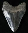 Nice Megalodon Tooth - Glossy Enamel #16234-2